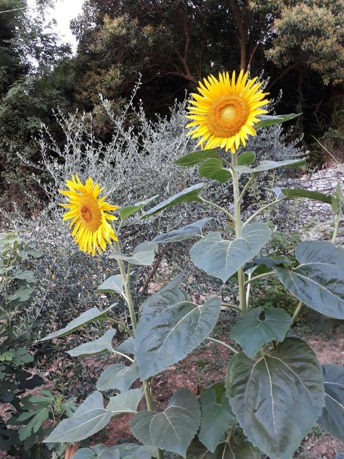 La Villa La Spezia Dış mekan fotoğraf